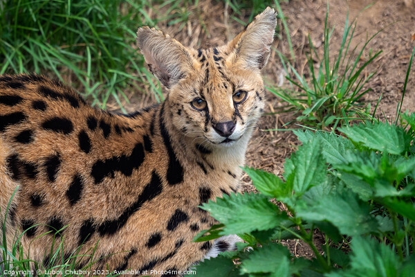 Serval cat (Leptailurus serval) beautiful animal and his portrait. Picture Board by Lubos Chlubny