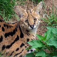 Buy canvas prints of Serval cat (Leptailurus serval) beautiful animal and his portrait. by Lubos Chlubny