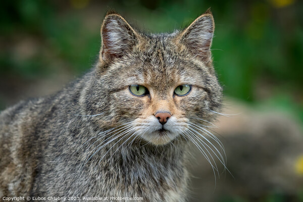 European Wild Cat (Felis silvestris) Picture Board by Lubos Chlubny