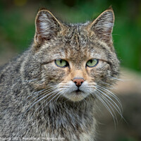 Buy canvas prints of European Wild Cat (Felis silvestris) by Lubos Chlubny