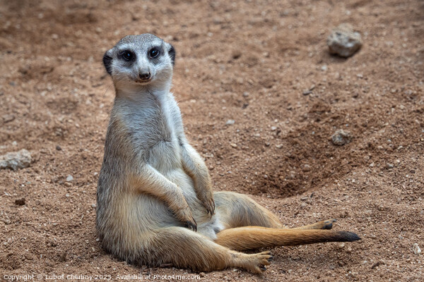 Meerkat sitting in sand, (Suricata suricatta). Picture Board by Lubos Chlubny