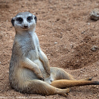 Buy canvas prints of Meerkat sitting in sand, (Suricata suricatta). by Lubos Chlubny
