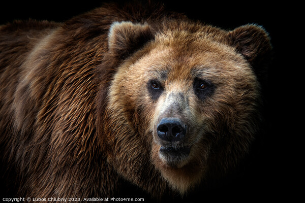 Front view of brown bear isolated on black background. Portrait of Kamchatka bear (Ursus arctos beringianus) Picture Board by Lubos Chlubny