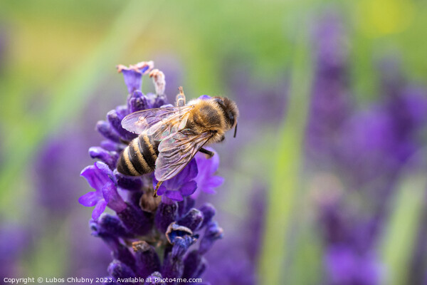 The bee pollinates the lavender flowers. Picture Board by Lubos Chlubny