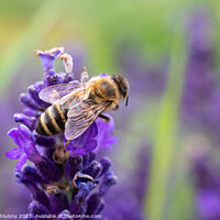 Buy canvas prints of The bee pollinates the lavender flowers. by Lubos Chlubny