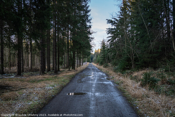 Walking path in forest. Forest road. Picture Board by Lubos Chlubny