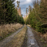 Buy canvas prints of Walking path in forest. Forest road. by Lubos Chlubny