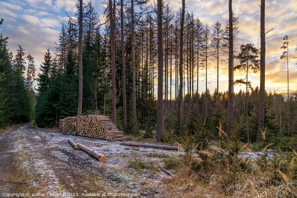 Forest road and a pile of wood. Deforestation of a beautiful forest. Picture Board by Lubos Chlubny