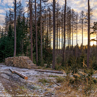 Buy canvas prints of Forest road and a pile of wood. Deforestation of a beautiful forest. by Lubos Chlubny