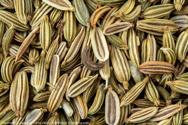 Dried fennel seeds aromatic spice, food background Picture Board by Lubos Chlubny