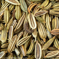 Buy canvas prints of Dried fennel seeds aromatic spice, food background by Lubos Chlubny