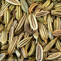 Dried fennel seeds aromatic spice, food background