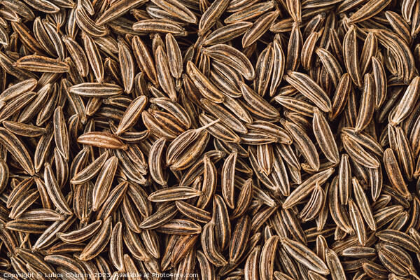 Cumin seed aromatic spice, food background Picture Board by Lubos Chlubny