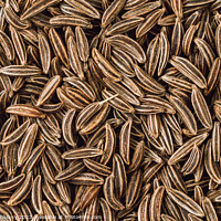 Buy canvas prints of Cumin seed aromatic spice, food background by Lubos Chlubny