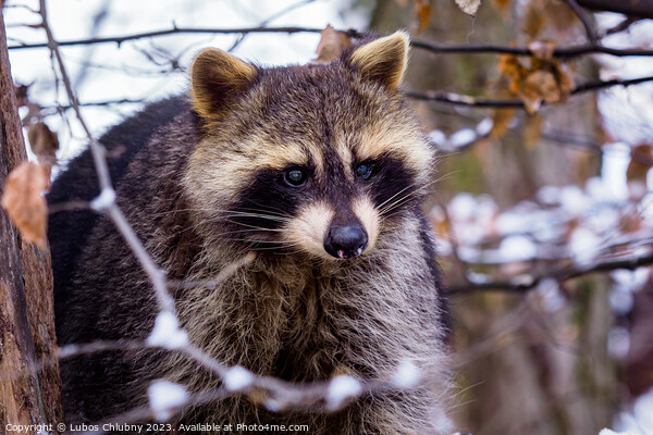 Raccoon (Procyon lotor) in winter. Also known as the North American raccoon. Picture Board by Lubos Chlubny