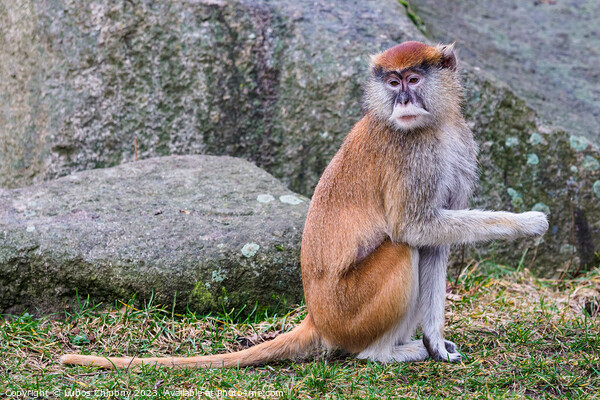 Patas Monkey (Erythrocebus patas) Picture Board by Lubos Chlubny