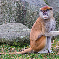 Buy canvas prints of Patas Monkey (Erythrocebus patas) by Lubos Chlubny
