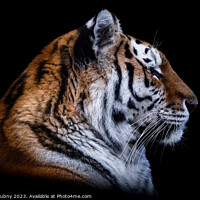 Buy canvas prints of Front view of Siberian tiger isolated on black background. Portr by Lubos Chlubny