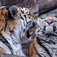 Buy canvas prints of Siberian tiger with cub, Panthera tigris altaica by Lubos Chlubny