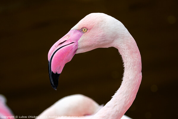 Greater flamingo, Phoenicopterus roseus. Close up detail of pink flamingo. Picture Board by Lubos Chlubny