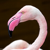 Buy canvas prints of Greater flamingo, Phoenicopterus roseus. Close up detail of pink flamingo. by Lubos Chlubny