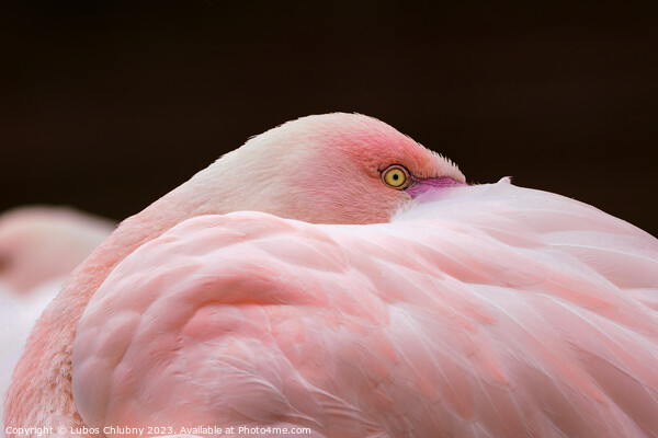 Greater flamingo, Phoenicopterus roseus. Close up detail of head and eye. Picture Board by Lubos Chlubny