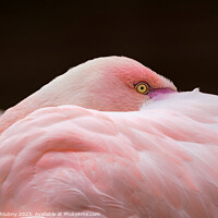 Buy canvas prints of Greater flamingo, Phoenicopterus roseus. Close up detail of head and eye. by Lubos Chlubny
