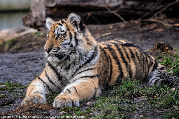 Cute siberian tiger cub, Panthera tigris altaica Picture Board by Lubos Chlubny
