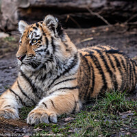 Buy canvas prints of Cute siberian tiger cub, Panthera tigris altaica by Lubos Chlubny