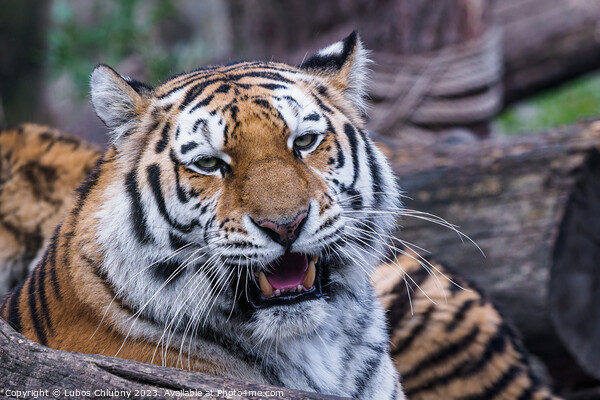 Siberian tiger, Panthera tigris altaica Picture Board by Lubos Chlubny