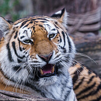 Buy canvas prints of Siberian tiger, Panthera tigris altaica by Lubos Chlubny