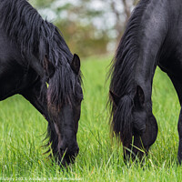 Buy canvas prints of Friesian horse grazing in the meadow by Lubos Chlubny