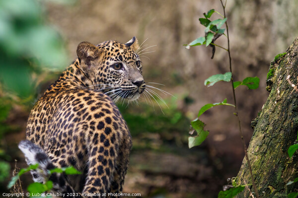 Sri Lankan leopard cub, Panthera pardus kotiya Picture Board by Lubos Chlubny