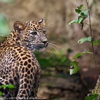 Buy canvas prints of Sri Lankan leopard cub, Panthera pardus kotiya by Lubos Chlubny
