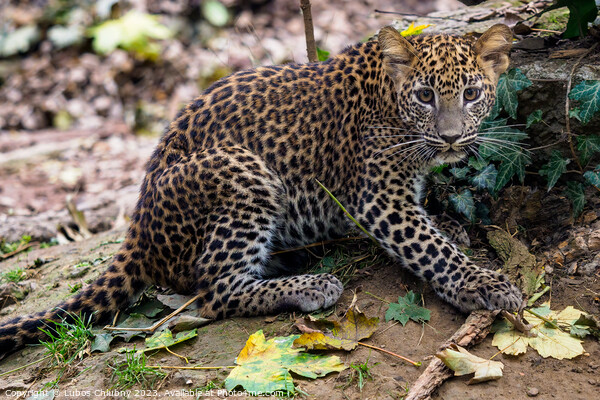 Sri Lankan leopard cub, Panthera pardus kotiya Picture Board by Lubos Chlubny