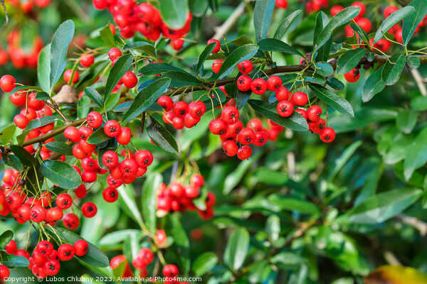Firethorn berries. Pyracantha coccinea scarlet firethorn ornamen Picture Board by Lubos Chlubny
