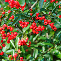 Buy canvas prints of Firethorn berries. Pyracantha coccinea scarlet firethorn ornamen by Lubos Chlubny