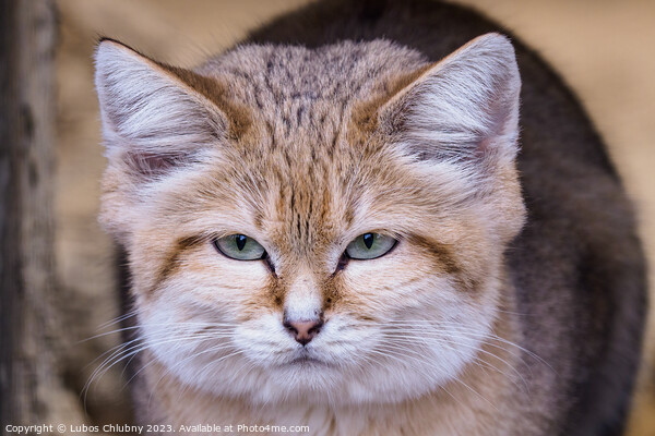 Portrait of a sand cat, Felis margarita Picture Board by Lubos Chlubny