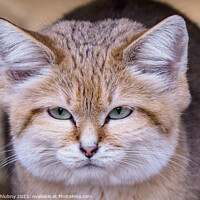 Buy canvas prints of Portrait of a sand cat, Felis margarita by Lubos Chlubny