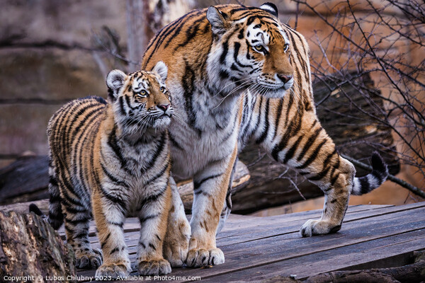 Siberian tiger with cub, Panthera tigris altaica Picture Board by Lubos Chlubny