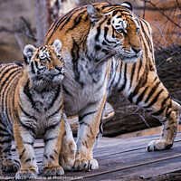 Buy canvas prints of Siberian tiger with cub, Panthera tigris altaica by Lubos Chlubny