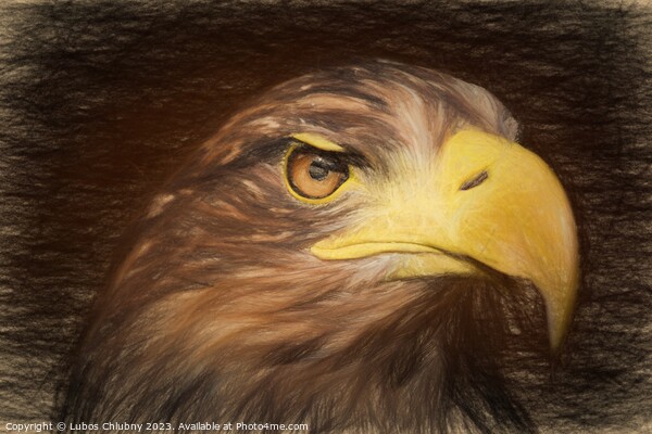Pencil sketch with the image of a sea eagle Picture Board by Lubos Chlubny