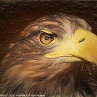 Buy canvas prints of Pencil sketch with the image of a sea eagle by Lubos Chlubny