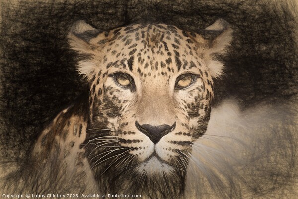 Pencil sketch with the image of a spotted Jaguar Picture Board by Lubos Chlubny