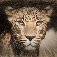 Buy canvas prints of Pencil sketch with the image of a spotted Jaguar by Lubos Chlubny
