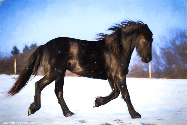 Oil painting foal Friesian horse running in the snow Picture Board by Lubos Chlubny