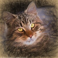 Buy canvas prints of Pencil sketch with the image of a tabby cat by Lubos Chlubny