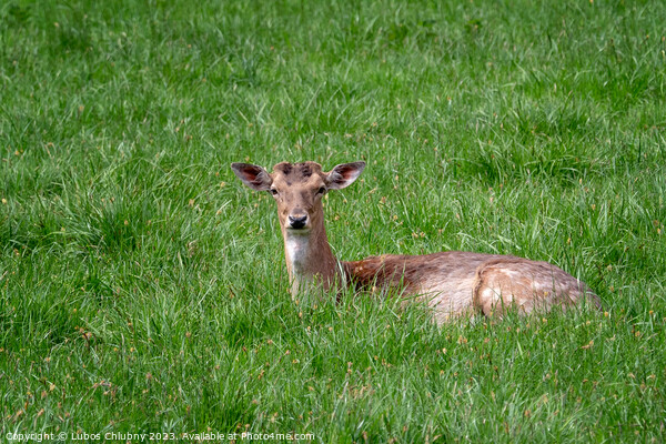 Fallow Deer (Dama dama), Female fallow deer in a meadow Picture Board by Lubos Chlubny