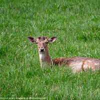 Buy canvas prints of Fallow Deer (Dama dama), Female fallow deer in a meadow by Lubos Chlubny