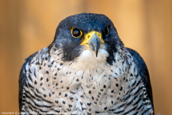 Peregrine falcon (Falco peregrinus) bird of prey portrait. Picture Board by Lubos Chlubny